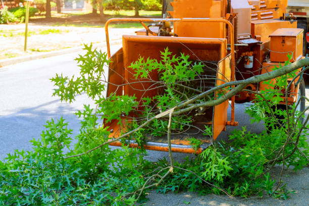 Best Grass Overseeding  in Bowling Green, KY