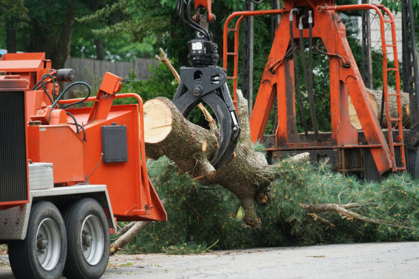 Best Firewood Processing and Delivery  in Bowling Green, KY