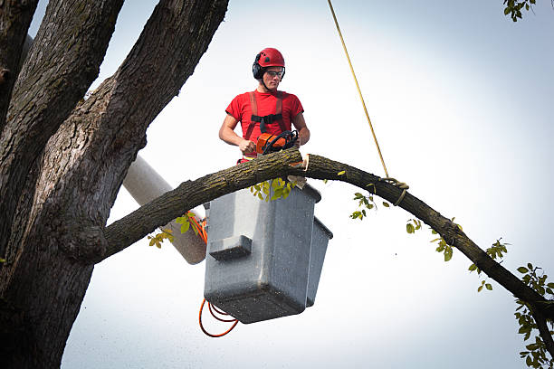 Best Stump Grinding and Removal  in Bowling Green, KY